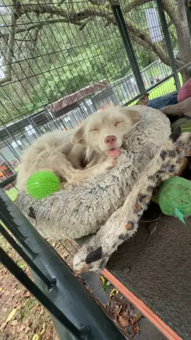 Luna the red fox is an unbothered queen. Storm’s over, right back to nap time. I probably annoyed her majesty more than the wind. I wonder if the foxes get confused when I come visit later than usual. #luna #animals #foxes 