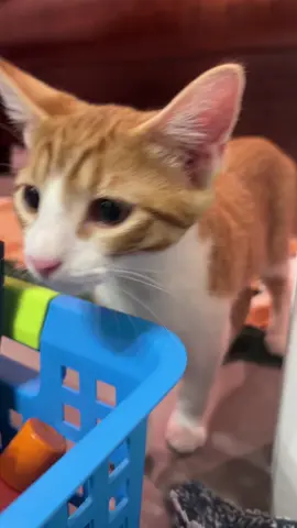 And ykw that’s on me tho☝🏼 do not leave the aritzia sweats where the litter mat goes 🫡🫡 #fyp #catsoftiktok 