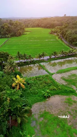 #ചിങ്ങം 1 ഐശ്വര്യത്തിന്റേയും സമ്പല്‍സമൃദ്ധിയുടേയും പുതുവത്സരാശംസകൾ 🍃@പാട്ടുപെട്ടി  #keralagram #keralaelephants #keralagallery