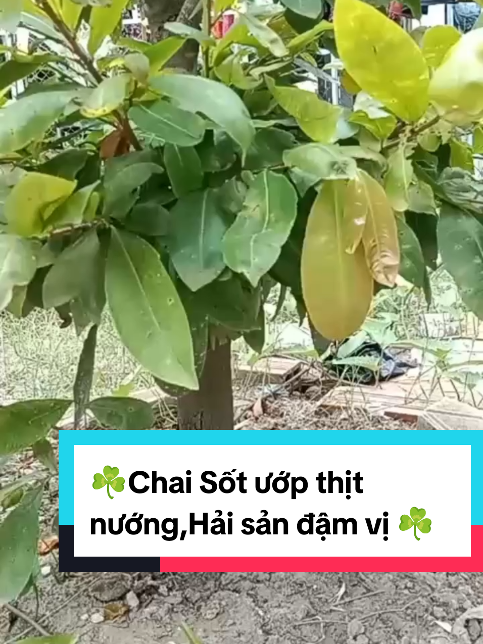 Sốt ướp Hải sản, thịt nướng làm các món nướng nhanh chóng dễ dàng ngon ơi là ngon ☘️#xuhuong #giadungtonguyen #vial #sotuopthitnuong 