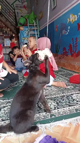Kucingpun ikutan lomba makan kerupuk, semangat kucing untuk memberantas tikus negeri ini #lomba17agustus #17agustus #funnycat #merdeka #hut80indonesia 