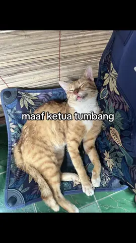 Abis bergadang 43 jam ketua turu dulu😹