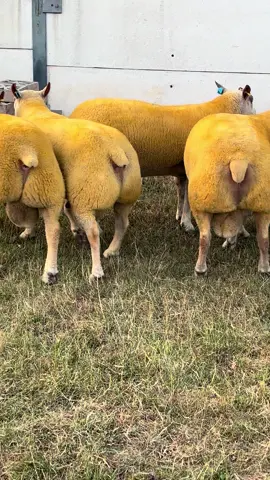 Charollais for Exeter NSA sale on 20th August #sheep #2025 #ram #charollaissheep #quality 