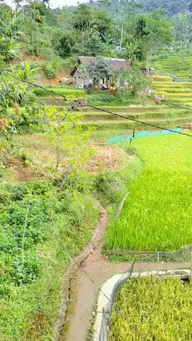 Kampung lembur sawah Ds Talagajaya #cianjurselatan #suasanakampung #pedesaan #kampunghalaman #suasanadesa 