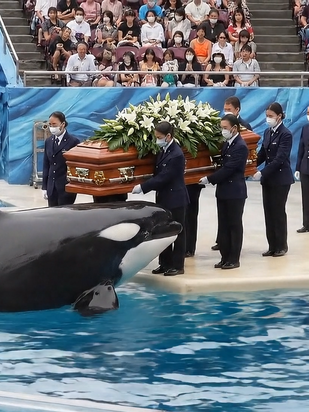 #orca #orcakilljessica #trending #AnimalAttack #OceanLife 