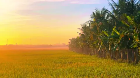 Quê nghèo nước mặn đồng chua làm sao giữ chân một người #chill #binhyen #xuhuong #tamtrang #63tiengiang #hoanghon #lofi #mientay 