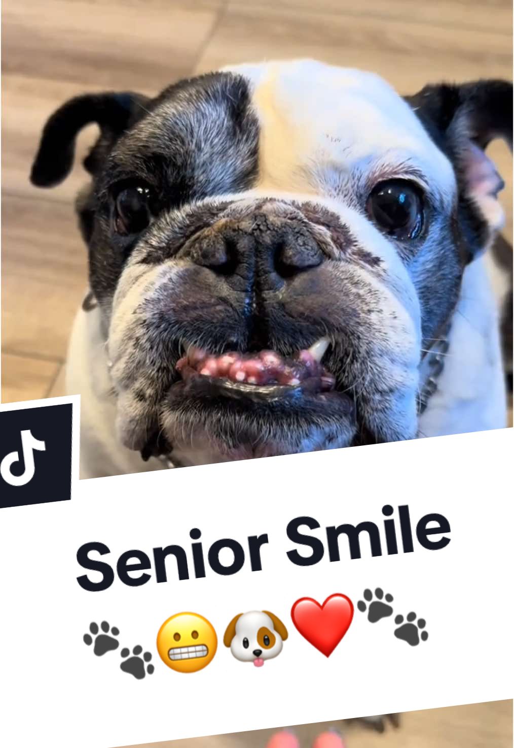 Our Senior Boy Chubbs #chubbstheseniorbulldog #bashthemexicanbulldog #englishbulldog #seniordog 