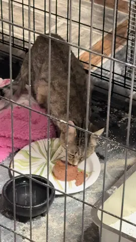 SHERRI! @pinch3_p3lon #tnr #cat #cats #kitten #feral #feralcat #feralcolony #kittens #cutekittens #cutecats #ferals #feralrescue #catsanctuary #ragingloons #kittenseason #kittensmeowing 