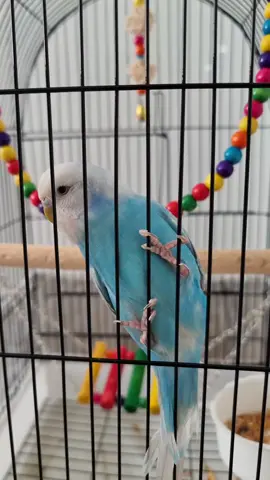 Beautiful moment -Watch how this parrot's mood changes in the blink of an eye - you won't believe it!#creatorsearchinsights 