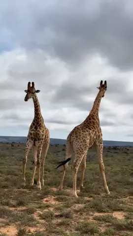 #trendingvideo #fypage #wildlifephotography #samburutiktokers♥️♥️♥️ #kenyantiktok🇰🇪 