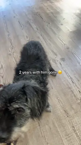 Someone had left our gate open that night, letting him out to use the restroom not knowing we wouldn’t see him again. Until we found his body in the middle of the road on the 16th of august 2023. Tragic but life moves on and he’s in a better place ✝️🙏#fyp #viral #dog #sad #foryoupage 
