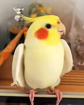 Cute and Funny Singing Moments 😊🎶🦜💖 #cockatielscraze #birdsinging #cutepets #creatorsearchinsights #pets 