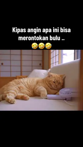 🐱 aku tau kalian semua mentertawakan aku, #ngakak #kucing #oyen #kocak #hiburan 