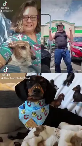 #henrythedacshund #slayjoe 