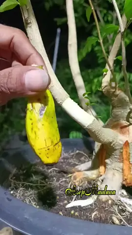 Unique air layering experiment with banana fruit method 🍌 #airlayering #budidaya #bonsai #bonsaitree #gardeningtips 