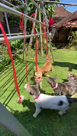 selamat hari kemerdekaan dari keluarga kucing M 😻😹 #kucingtiktok #kucing #lomba17agustus #kucingku #agustusan 