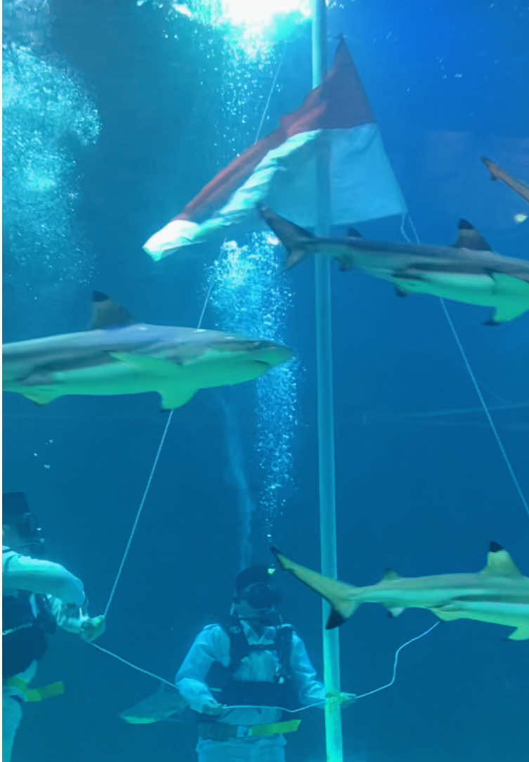 Dirgahayu Republik Indonesia 🇮🇩  Best moment @rubenonsuofficial 👏😍  #rubenonsuofficial #dirgahayuindonesia80  #pengibaranbendera #ancolseaworld 