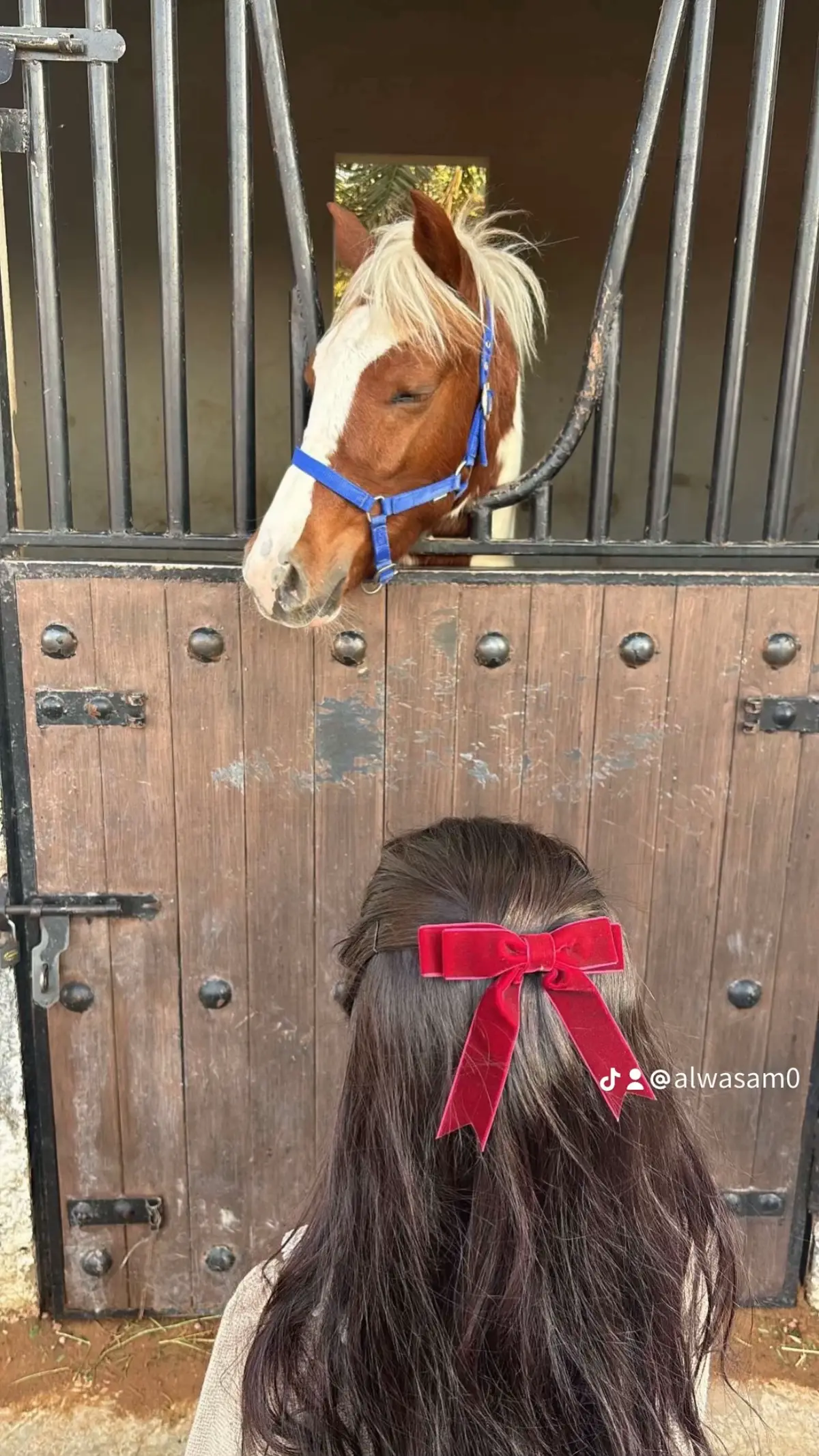 #اكسبلور #explore #خيل_وخياله🐎 #explore #اكسبلور 