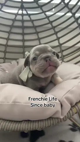 The snore of the frenchie puppies #puppies #fyp #cute #adorable #frenchies 
