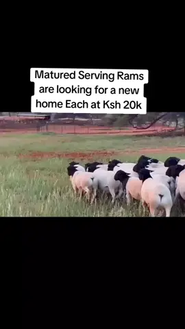 #dorper #dorpersheep #farmer #farmers #farmersmarket #farming @SHANGAZI @KAFENGO 