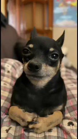 ddg #dog #ai #aidance #real #meme 