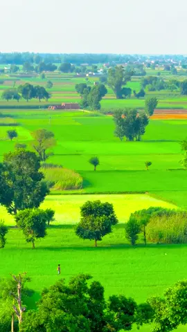 #میرا_سہنا_پنڈ_بلندی_اوتاڑ_ضلع_قصور🌾🍃❤️🌅🌴🍂 #danishmayo #danishmayo1 