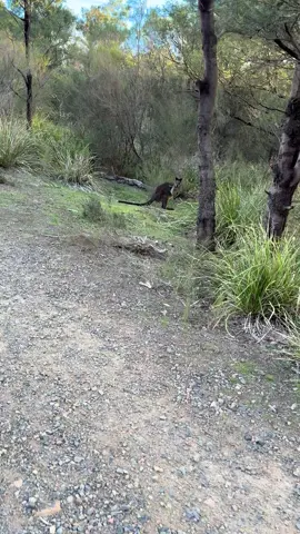 Kangaroo or wallaby 🧐🤔#fypシ゚ #fyp #australia #trending #roadtrip 