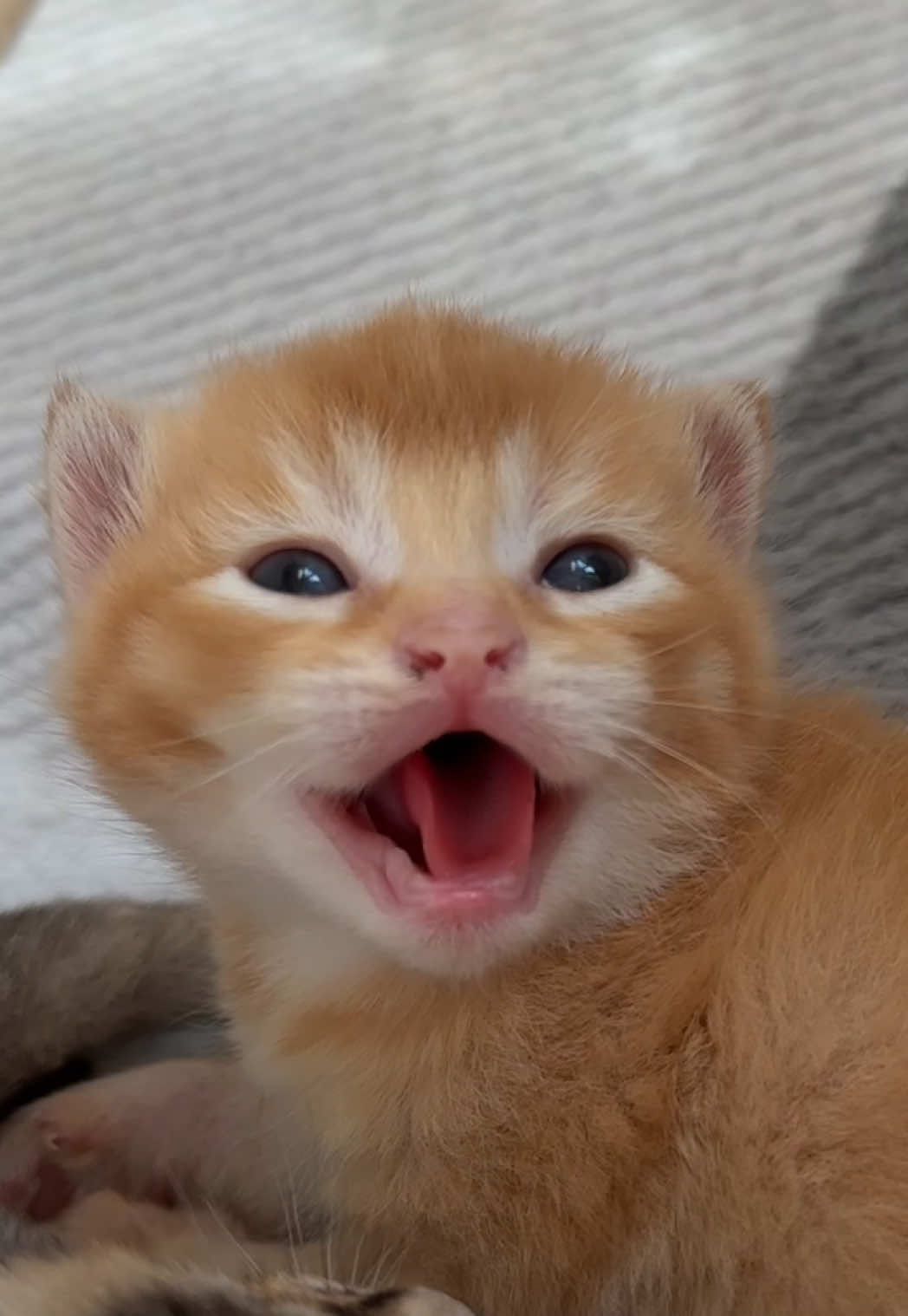 #cat #kitten #britishshorthair #kitty #newborn 