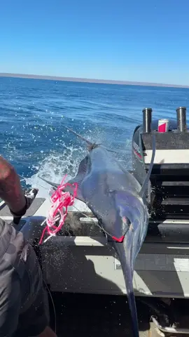 This Marlin didn’t wait for any invitation to jump aboard 🐟🐟🐟 #marlinfishing #catchandrelease #sportsfishing #fishingaddict #fyp 
