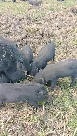 #🐗🐕 