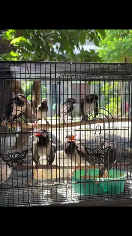 Harus wajib dimasteri waktu kecil #jalaksuren #jalak #kicaumania #kicaumaniaindonesia #masteranburung 