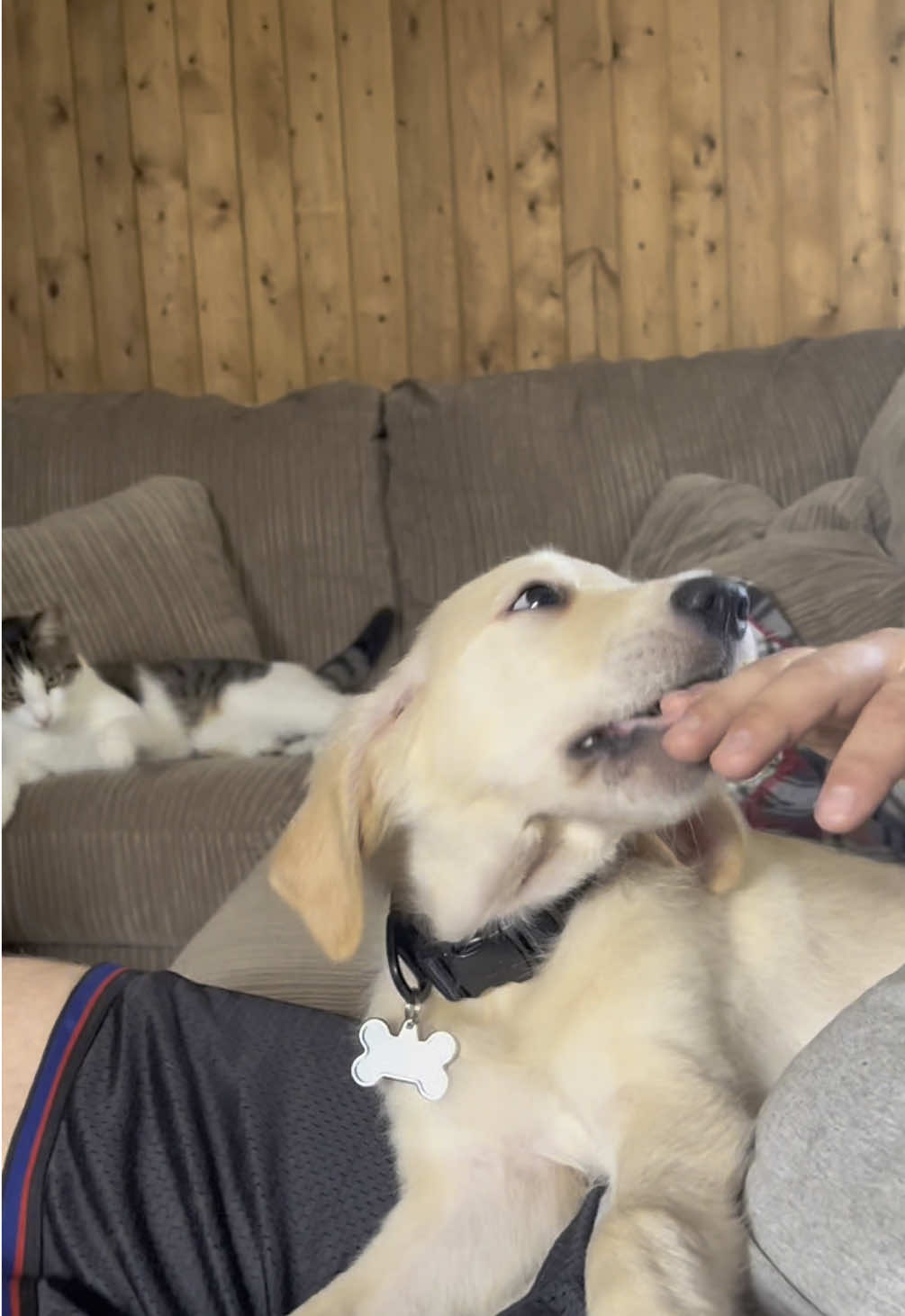 Comment pictures of your pet/s 🫶🏼 Also it's 2 years later, Charlie still thinks it's bullshit 😂 #fypシ゚viral #fyp #pets #PetsOfTikTok #fyptrending #goldenretriever #goldenretrieverlife #cat #catsoftiktok #catlover #charlie #winchester #fypシ゚viral #commentpetsyouhave  