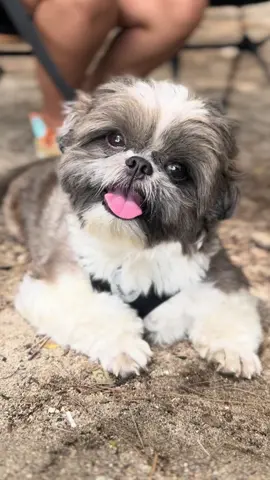 Idol ko kasi si @Malupiton_2.0 🍔🇵🇭  #typppppppppppppppppppシ #CofiBoi ###dogsoftiktok #furbaby #trending  @Geh @Jeremiah Lanot 