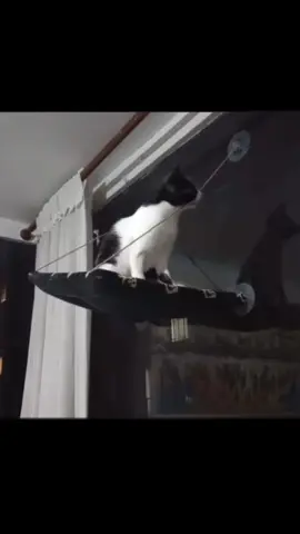 “Кошачий фейл за фейлом” #catlife #cats #meowingcats #Crazycat 