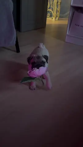 for u 🌷#pugsoftiktok #puglife #pug #pugpuppy #puppy