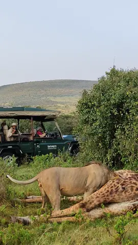 #🥰✌👌maasaimara🇰🇪🇰🇪 #Maraguides #sianaconservancy 