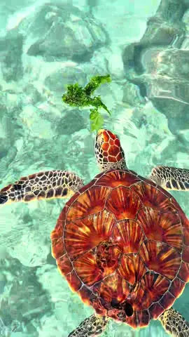 Nager avec les tortues à Zanzibar 💙 #salaamcave 