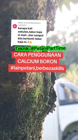 Replying to @bentolbensinai Cara saya huna calcium boron di kebun. Penafian: tiada SO.P khusus. bergantung kepada skill dan keperluan, keadaan cuaca di kebun masing2..sila tekan beg kuning.