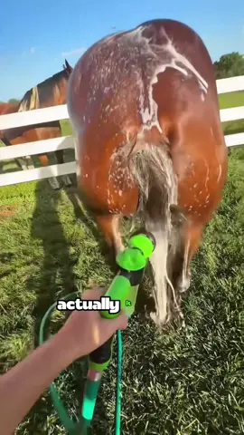 Why do horses need a haircut? 🐎✂️ The truth will surprise you! #oddlysatisfying #satisfying #oddlysatisfyingvideo #oddlysatisfyingtiktok #makeover   