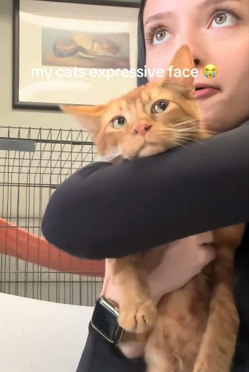 Look at that cat’s eyes…👀 😱#cat #catsoftiktok #funnycat #funnyvideo #funnytiktok #fyp #foryou #tiktok #funny 