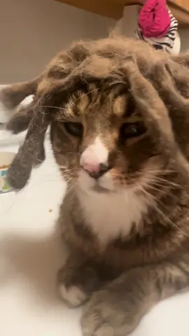 Rasta Roscoe 🤙 #cat #catsoftiktok #cats #funnycat #animals 