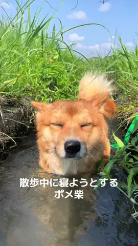 きもてぃいの！ #ポメ柴もなか #ポメ柴 