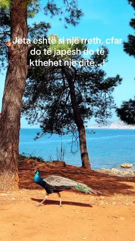 Life is like a circle, what you give will come back to you one day...!#thenje #lumeee2 #fyp #fürdich #thenjeteshpirtit 