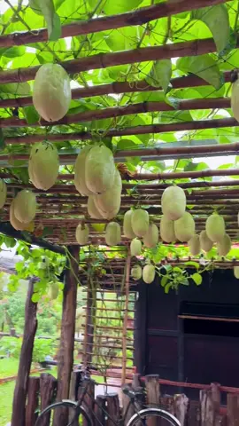 Mưa quài