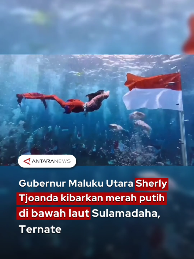 Gubernur Maluku Utara Sherly Tjoanda melakukan aksi yang tak biasa dengan mengibarkan bendera merah putih dalam rangka HUT RI ke-80 di bawah laut Sulamadaha, Kota Ternate. Menggunakan kostum layaknya mermaid (putri duyung), Sherly Tjoanda membawa simbol dan makna bahwa pentingnya menjaga laut. Menurutny laut bukan hanya hamparan air tapi juga sumber ekonomi, ruang hidup, hingga warisan yang harus dijaga bersama. #gubernurmalukutara #gubernurmalut #sherlytjoanda #pengibaranbawahlaut #fyp 