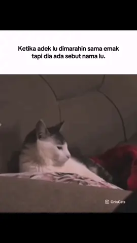 Napa gue dibawa bawa🗿 #memekucing #kucinglucu #anakkucing #adik #adikkakak #asupanmeme #catlover #pov #mk #relateable #fyp 