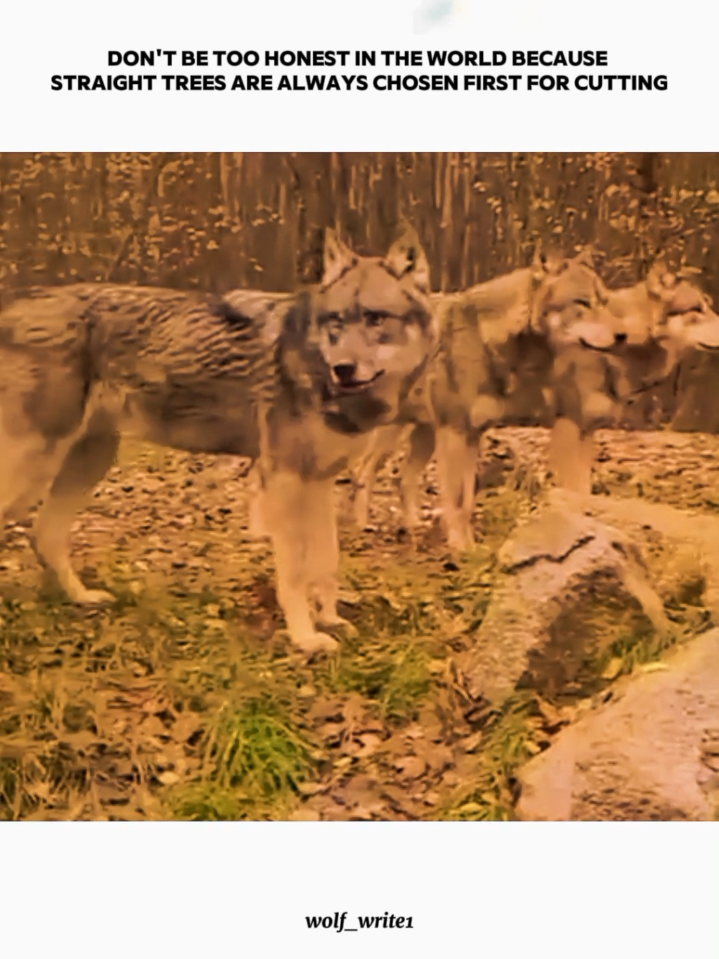 #viralvideo #forupage #foruyou #wolfwrite1 #1millionaudition 