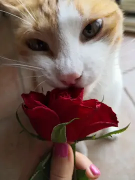 I'll find you too #fyp #meme #cat #funny #rosesarered 