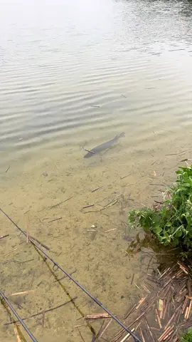 Pike ambush #pike #pikefishing 
