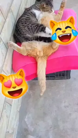 😻 Suffocated by love 😹😹😹 #funny #funnyvideo #viralvideos #viraltiktok #fypシ゚ 